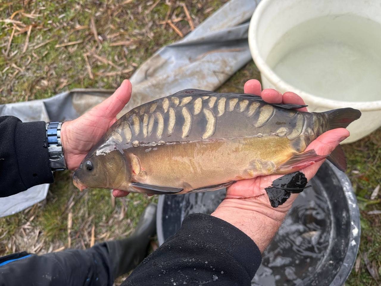 ASV Herxheim Fischbesatz 2024